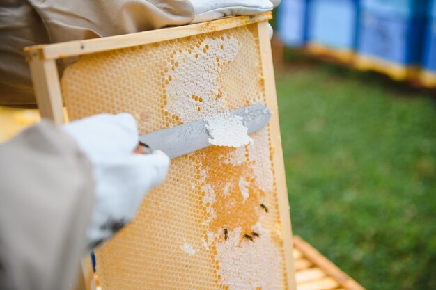 Pszczelarz Sprawdzający Ramkę O Strukturze Plastra Miodu W Pasiece W Letni Dzień Mężczyzna Pracujący W Pasiece Pszczelarstwo Koncepcja Pszczelarstwa