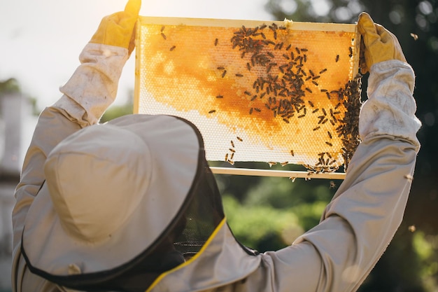 Pszczelarz trzyma komórkę miodu z pszczołami w dłoniach Pszczelarstwo Pasieka Praca pszczół na plastrze miodu Plaster miodu z miodem i zbliżenie pszczół
