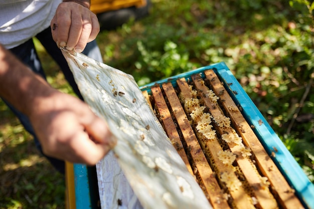 Zdjęcie pszczelarz trzyma ramę z pszczołami na tle drzew ogrodowych z zielonymi liśćmi