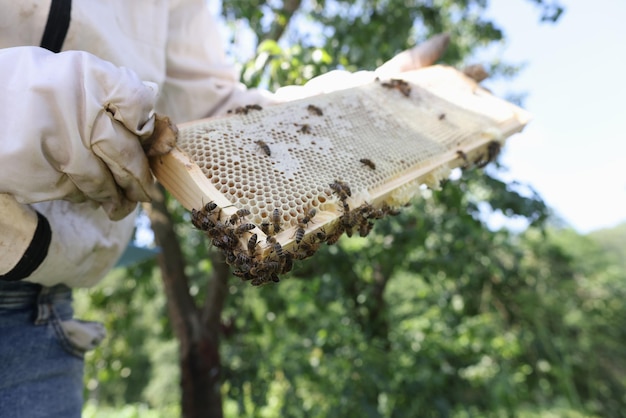 Pszczelarz trzyma w dłoniach plaster miodu z pszczołami i miodem, produkt organiczny z bliska