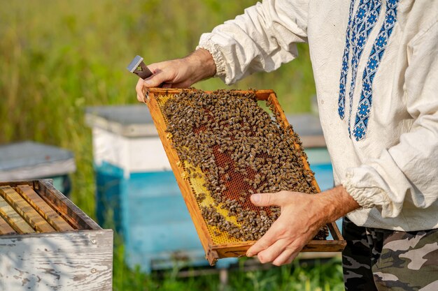 Pszczelarz trzyma w rękach miodową komórkę z pszczołami. Pszczelarstwo. Pasieka.