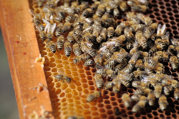 Pszczelarz trzymający ramkę z plastra miodu
