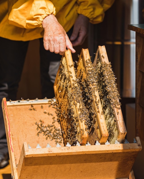 Pszczelarz umieszcza ramy ula na uchwycie ramy pszczelarskiej