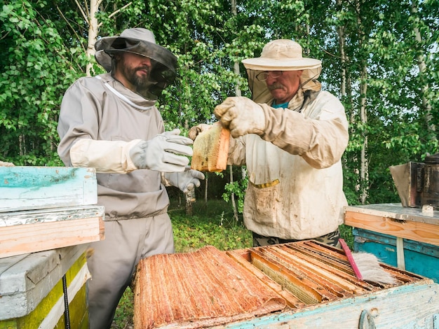 Pszczelarz usuwający plaster miodu z ula osoba w garniturze pszczelarza zabierająca miód z ula rolnika wea