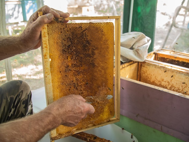 Pszczelarz wycina nożem wosk z ramy miodu Wypompowywanie miodu Miód zapieczętowany przez pszczoły Pszczelarstwo i ekologiczna pasieka w przyrodzie i świeży miód