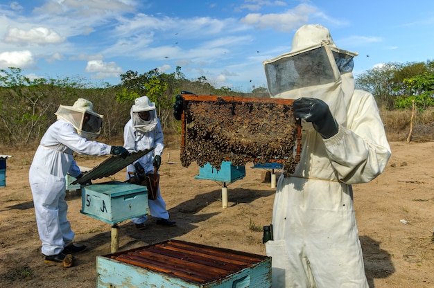 Pszczelarze z plastrami miodu w rękach zbierający miód pszczeli w Jacarau Paraiba Brazylia