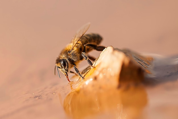 Pszczoła europejska jest gatunkiem apokrytu błonkoskrzydłych z rodziny apidae