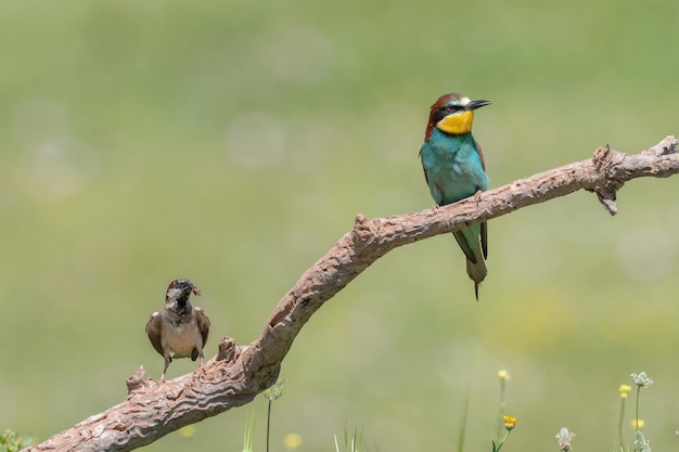 Pszczoła europejska Merops apiaster