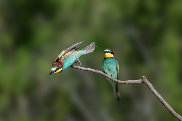 Pszczoła europejska Merops apiaster