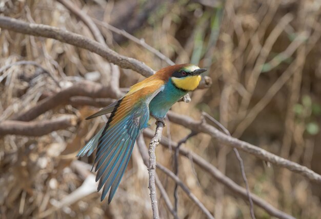 Pszczoła europejska Merops apiaster