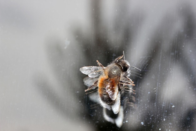 Pszczoła i jej odbicie na szkle