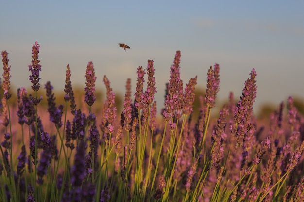Pszczoła Latająca Wśród Roślin Lawendy. Koncepcja Owadów
