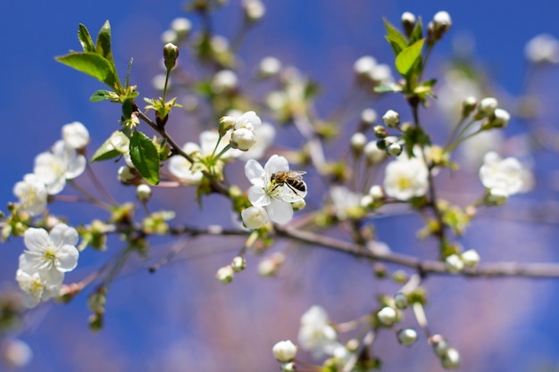 Pszczoła leci nad gałęzią kwitnącej wiśni w ogrodzie.