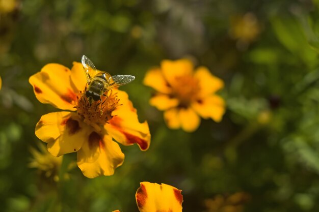 Pszczoła miodna Apis mellifera zbieracz zbiera nektar z pomarańczowych kwiatów Butterfly Weed Asclepias tuberosa Zbliżenie Kopiuj przestrzeń