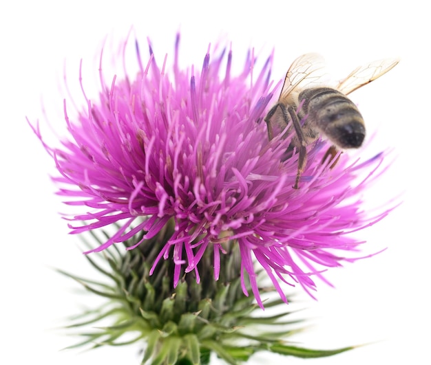 Pszczoła miodna i fioletowa główka kwiatowa na białym tle