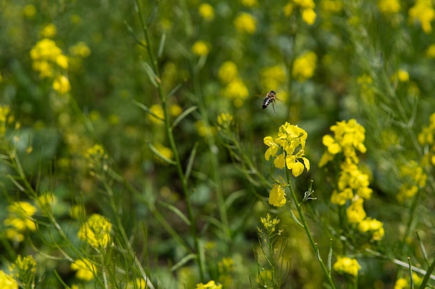 Pszczoła miodna leci nad żółtym kwiatem Piękne tło lato przyrody