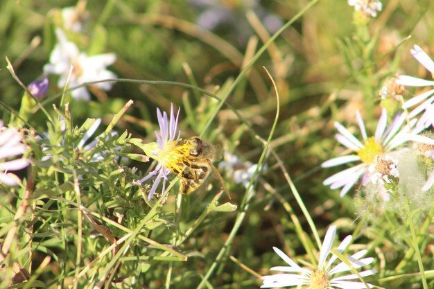 Zdjęcie pszczoła miodna na kwiatku