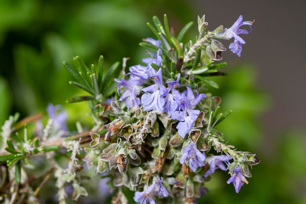 Pszczoła miodna na kwitnącym krzewie rozmarynu Rosmarinus officinalis