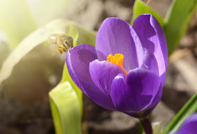 Pszczoła miodna na piękne pierwsze wiosenne kwiaty kwitną krokusy w jasnym świetle słonecznym.