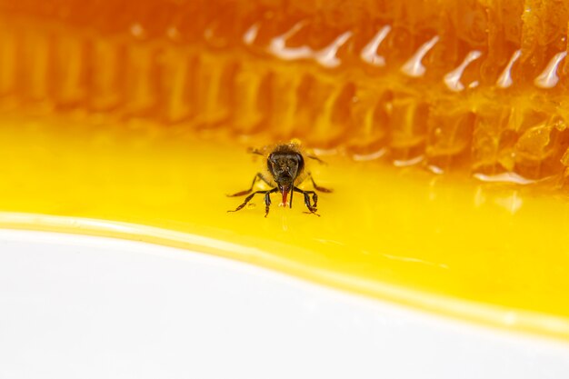 Pszczoła miodna na tle świeżego plastra miodu. owady i organiczna żywność witaminowa