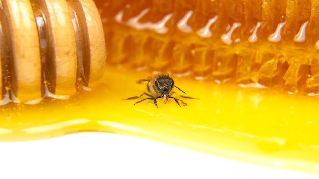 Pszczoła miodna na tle świeżych owadów o strukturze plastra miodu i organicznej żywności witaminowej