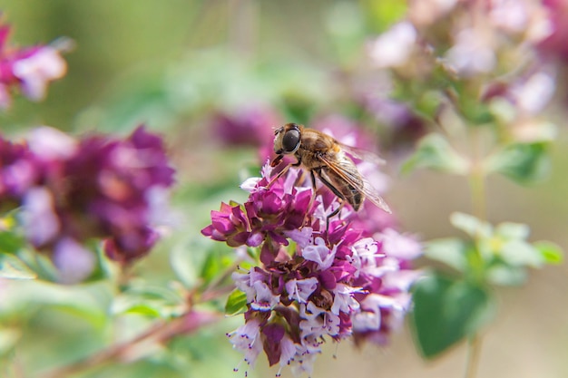 Pszczoła miodna pokryta żółtym nektarem pić pyłek, zapylając różowy kwiat. Inspirujący naturalny kwiatowy wiosenny lub letni kwitnący ogród. Życie owadów. Makro z bliska.