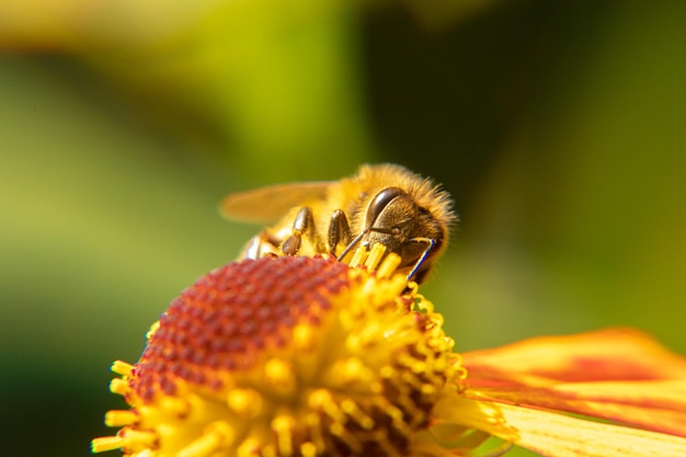 Pszczoła miodna pokryta żółtym pyłkiem kwiatowym napój nektar zapylający inspirujący naturalny kwiatowy sp...