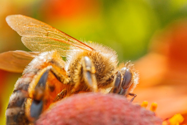 Pszczoła miodna pokryta żółtym pyłkiem kwiatowym napój nektarowy zapylający kwiat pomarańczy inspirujący naturalny p...