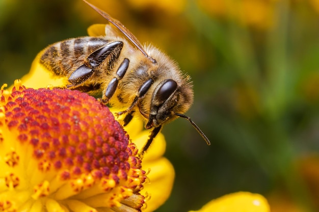 Pszczoła miodna pokryta żółtym pyłkiem napój nektar zapylający kwiat inspirujący naturalny kwiatowy sp