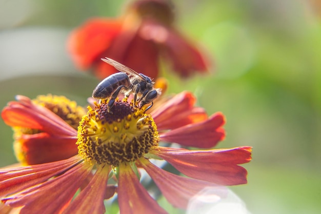 Zdjęcie pszczoła miodna pokryta żółtym pyłkiem napoju nektarem zapylających pomarańczowy kwiat inspirujący naturalny kwiatowy wiosna lub lato kwitnący ogród lub park w tle życie owadów makro z bliska