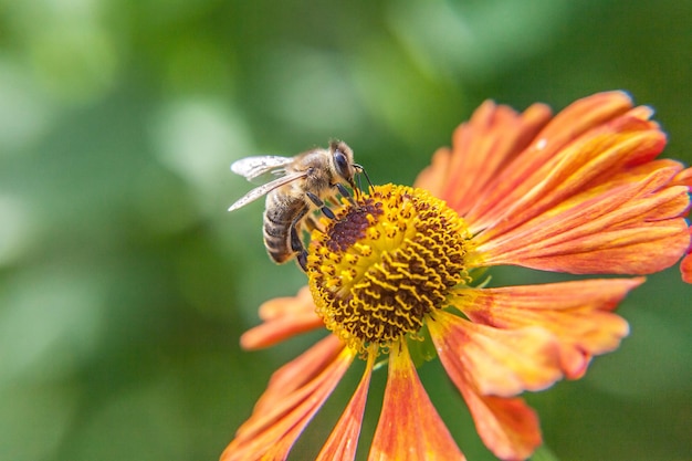 Pszczoła miodna pokryta żółtym pyłkiem napoju nektarem zapylających pomarańczowy kwiat Inspirujący naturalny kwiatowy wiosna lub lato kwitnący ogród lub park w tle Życie owadów Makro z bliska