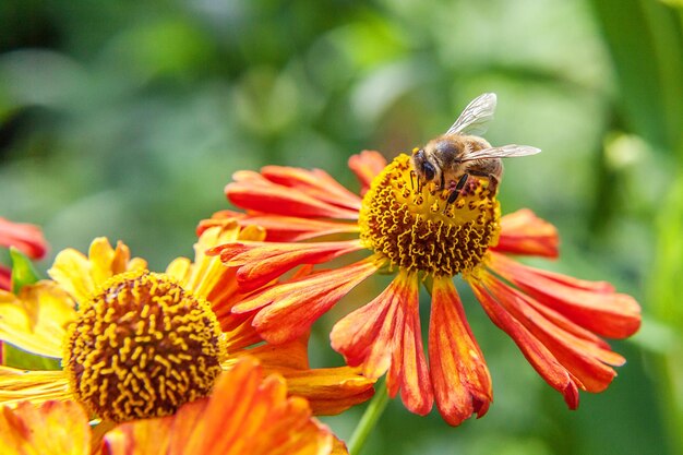 Pszczoła miodna pokryta żółtym pyłkiem napoju nektarem zapylających pomarańczowy kwiat Inspirujący naturalny kwiatowy wiosna lub lato kwitnący ogród lub park w tle Życie owadów Makro z bliska