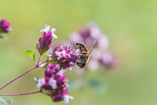 Pszczoła miodna pokryta żółtym pyłkiem pić nektar, zapylający różowy kwiat. Inspirujące naturalny kwiatowy wiosną lub latem kwitnący ogród lub park tło.