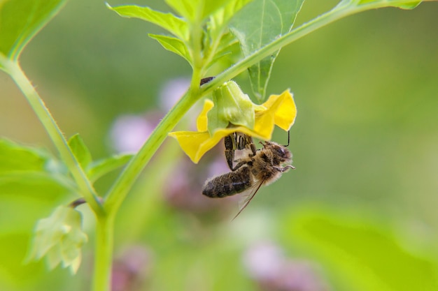 Pszczoła miodna pokryta żółtym pyłkiem pić nektar, zapylający żółty kwiat
