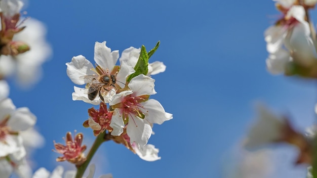 Pszczoła miodna siedząca na kwiecie migdałowca na tle jasnego nieba nieostre