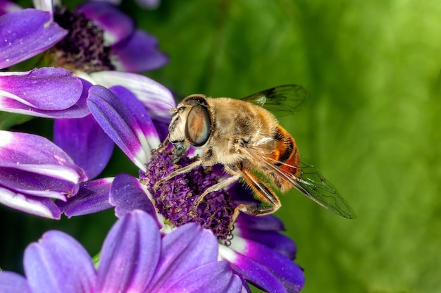 Pszczoła miodna wysysa nektar z niebieskich kwiatów