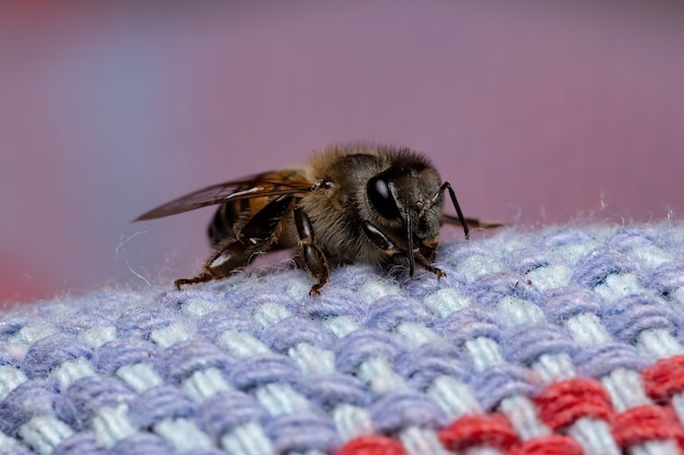 Pszczoła Miodna Z Gatunku Apis Mellifera