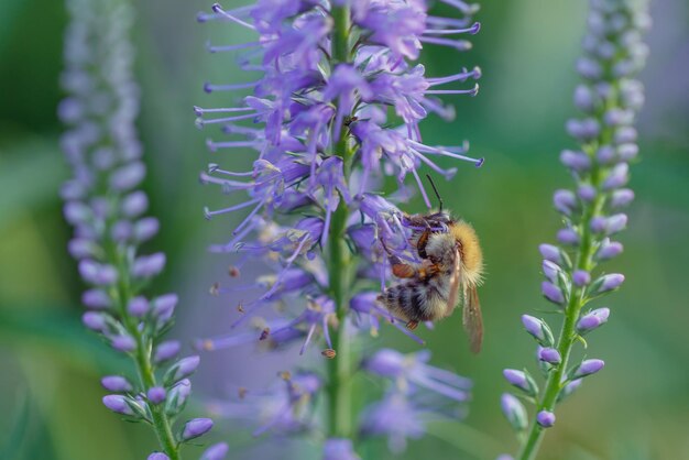 Pszczoła miodna zapyla niebieskie kwiaty Veronica Insects w ogrodzie