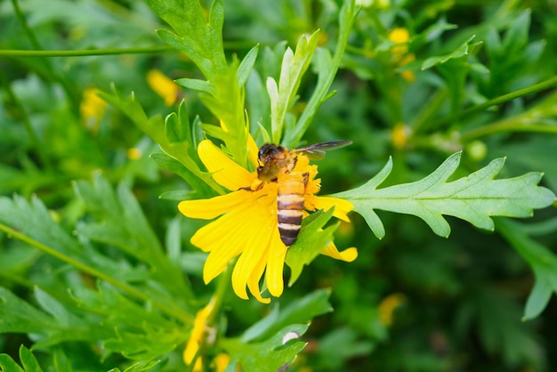 Pszczoła miodna zapyla żółte kwiaty