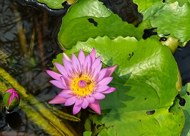 Pszczoła miodna zapylająca fioletową lilię wodną lub kwiat lotosu z zielonym liściem w stawie