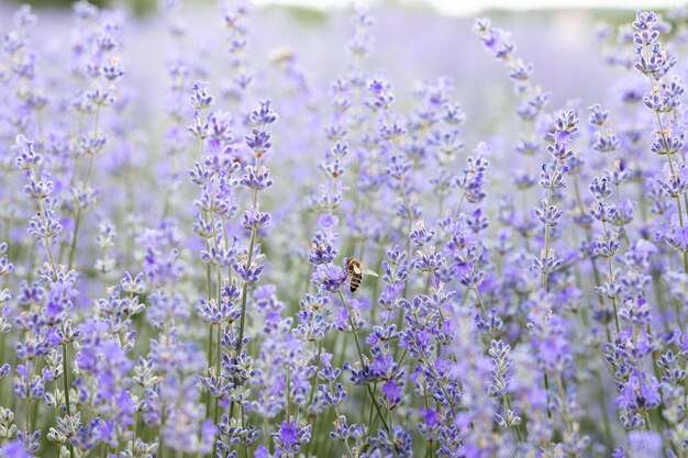 Pszczoła miodna zapylająca kwiaty lawendy Rozkład roślin z owadamiletnie tło kwiatów lawendy
