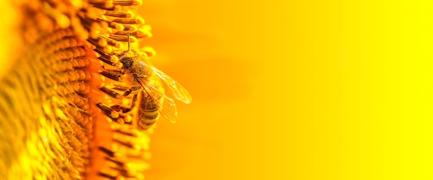 Pszczoła miodna zbiera nektar na kwiatach słonecznika