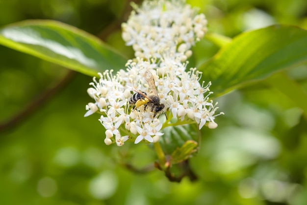 Pszczoła miodna zbierająca pyłek na kwiatach latem z bliska