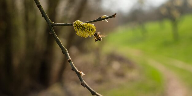Zdjęcie pszczoła na drzewie i gałęzi wierzby