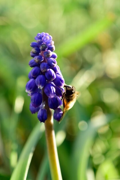 Pszczoła na kwiatach na wiosnę