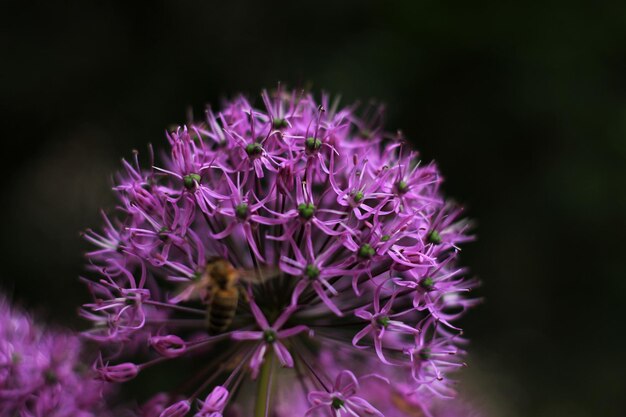 Pszczoła na kwiatku z czarnym tłem