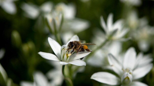 Pszczoła na kwiatku. Zbliżenie, biały kwiat majowy.