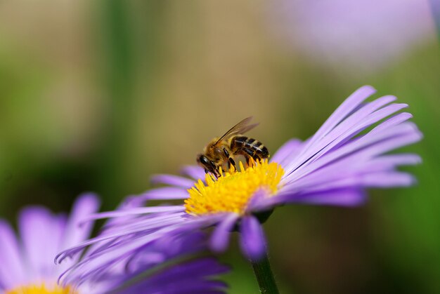 Pszczoła Na Kwiatku