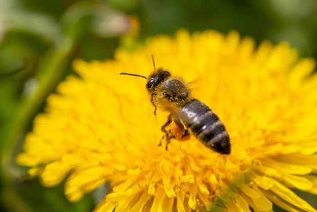 Zdjęcie pszczoła na kwiecie pączka zdjęcie makro z płytką głębokością pola