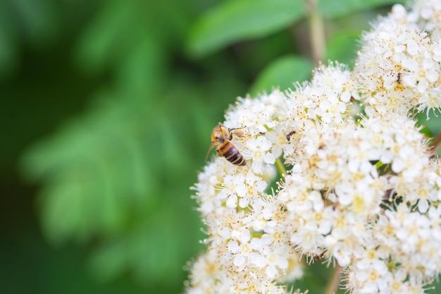 Pszczoła na kwitnącej jarzębinie, niewyraźny ruch, rozmyte tło, selektywne skupienie